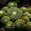 Netřesk 'Silberling' - Sempervivum 'Silberling'