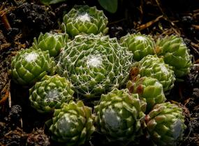 Netřesk 'Silberling' - Sempervivum 'Silberling'
