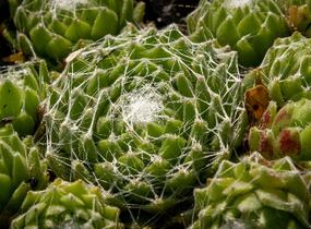 Netřesk 'Silberling' - Sempervivum 'Silberling'