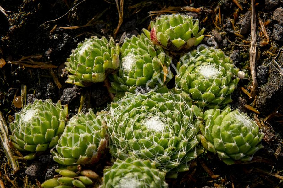 Netřesk 'Silberling' - Sempervivum 'Silberling'