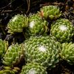 Netřesk 'Silberling' - Sempervivum 'Silberling'