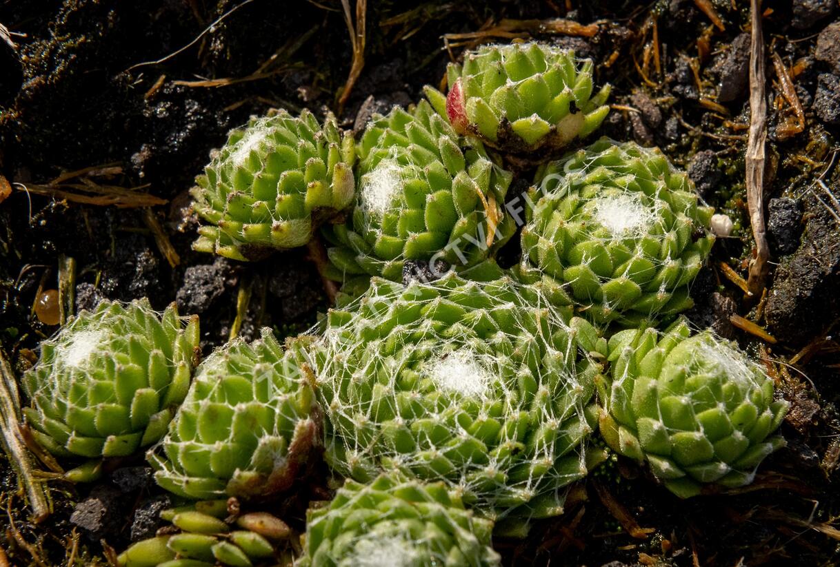 Netřesk 'Silberling' - Sempervivum 'Silberling'