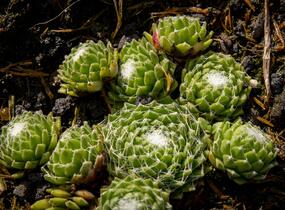 Netřesk 'Silberling' - Sempervivum 'Silberling'