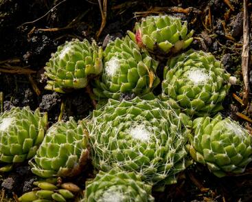 Netřesk 'Silberling'