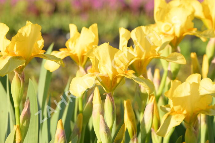 Kosatec německý 'Goldfackel' - Iris barbata-elatior 'Goldfackel'