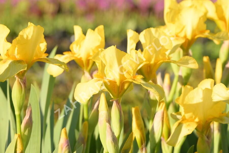 Kosatec německý 'Goldfackel' - Iris barbata-elatior 'Goldfackel'