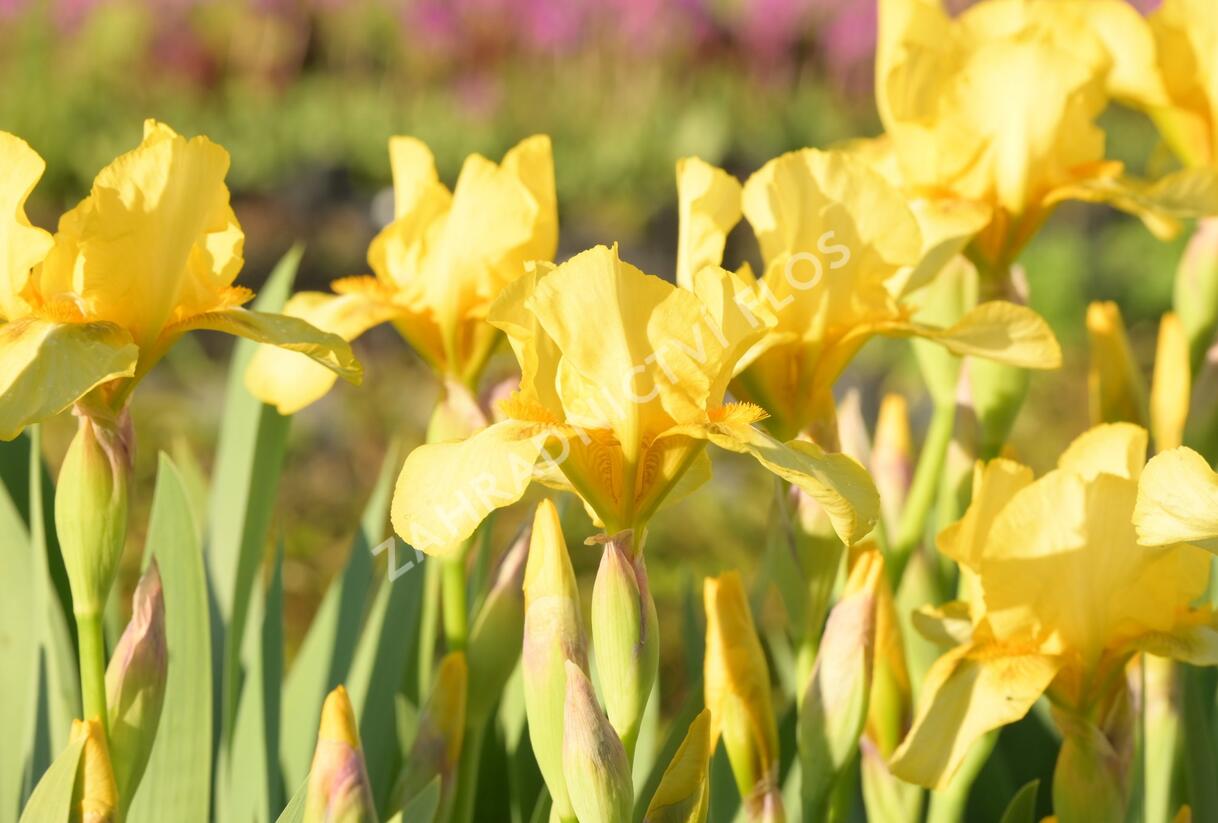 Kosatec německý 'Goldfackel' - Iris barbata-elatior 'Goldfackel'