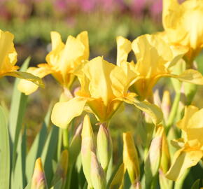 Kosatec německý 'Goldfackel' - Iris barbata-elatior 'Goldfackel'