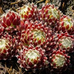 Netřesk 'Sprite' - Sempervivum 'Sprite'