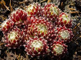 Netřesk 'Sprite' - Sempervivum 'Sprite'