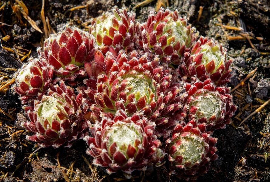 Netřesk 'Sprite' - Sempervivum 'Sprite'