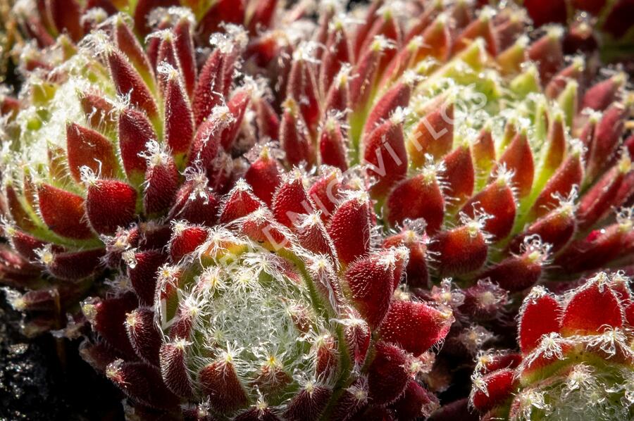 Netřesk 'Sprite' - Sempervivum 'Sprite'