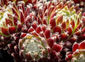 Netřesk 'Sprite' - Sempervivum 'Sprite'