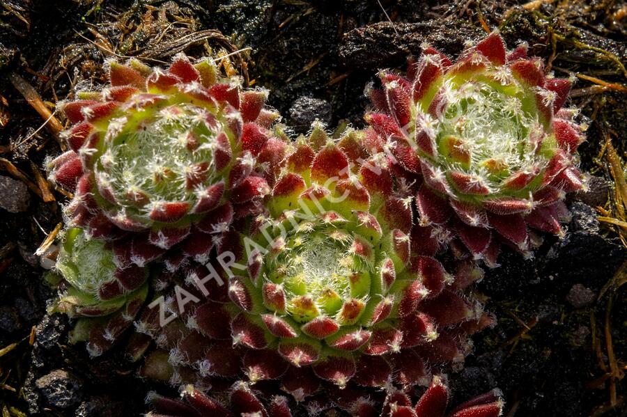 Netřesk 'Sprite' - Sempervivum 'Sprite'
