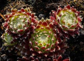 Netřesk 'Sprite' - Sempervivum 'Sprite'