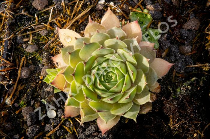 Netřesk 'Triste' - Sempervivum 'Triste'