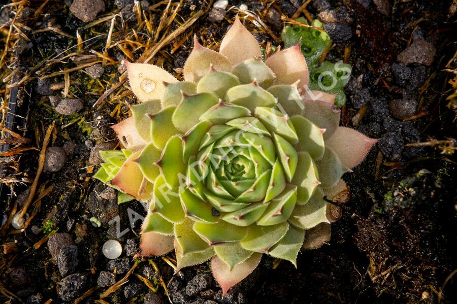 Netřesk 'Triste' - Sempervivum 'Triste'