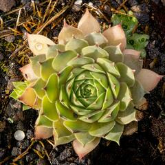 Netřesk 'Triste' - Sempervivum 'Triste'