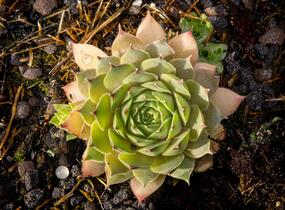 Netřesk 'Triste' - Sempervivum 'Triste'