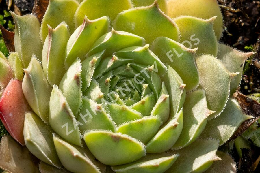 Netřesk 'Triste' - Sempervivum 'Triste'