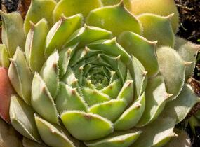 Netřesk 'Triste' - Sempervivum 'Triste'