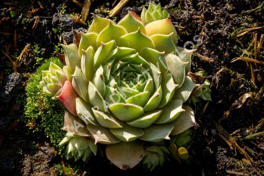 Netřesk 'Triste' - Sempervivum 'Triste'