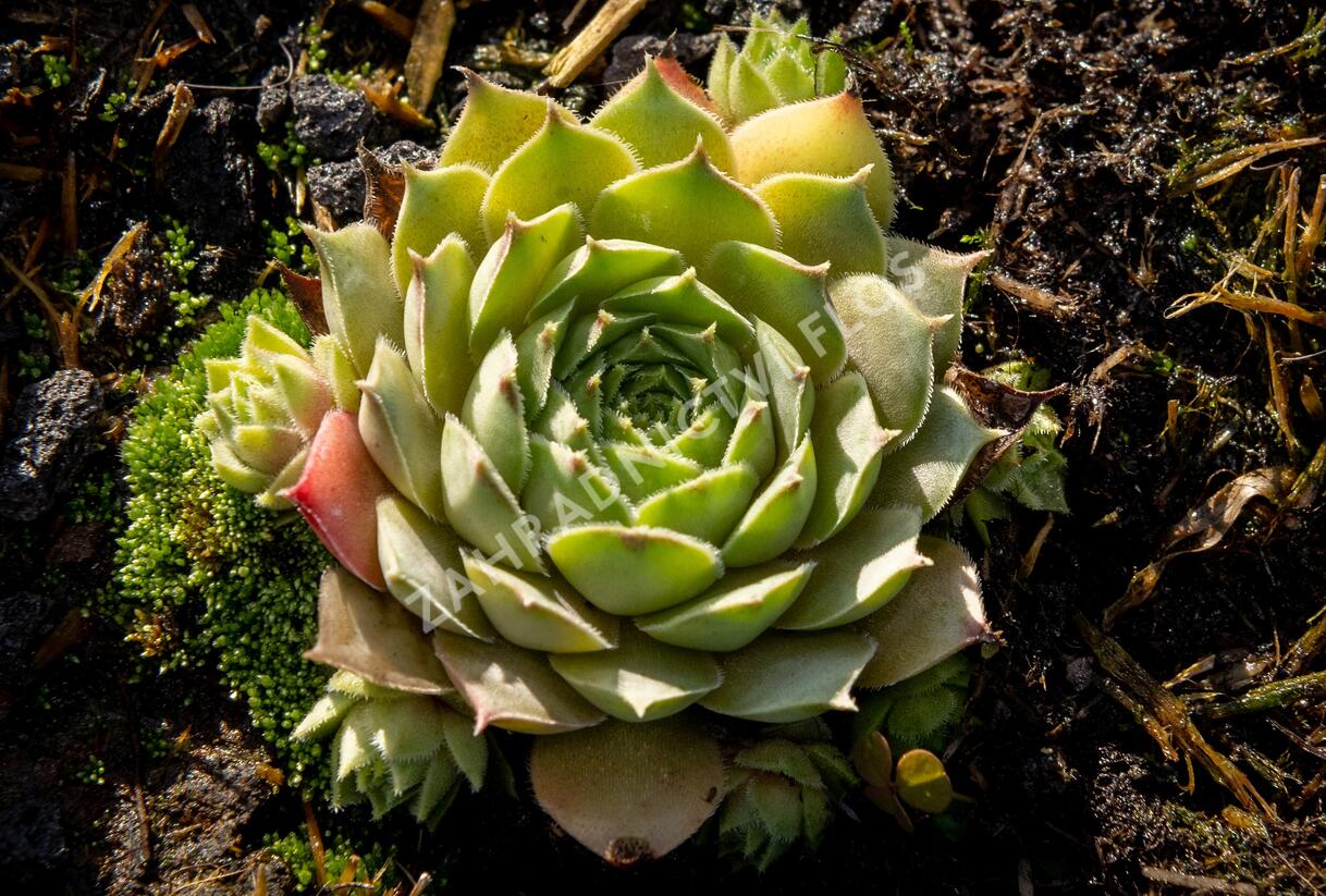 Netřesk 'Triste' - Sempervivum 'Triste'