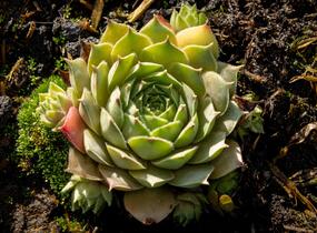 Netřesk 'Triste' - Sempervivum 'Triste'