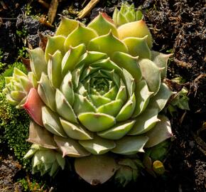 Netřesk 'Triste' - Sempervivum 'Triste'