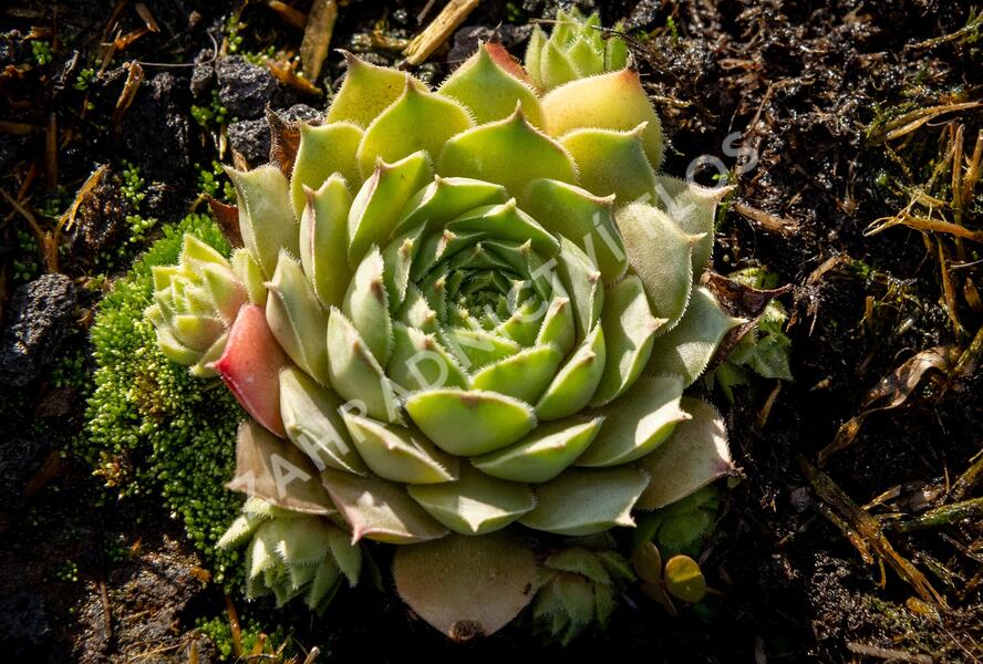 Netřesk 'Triste' - Sempervivum 'Triste'