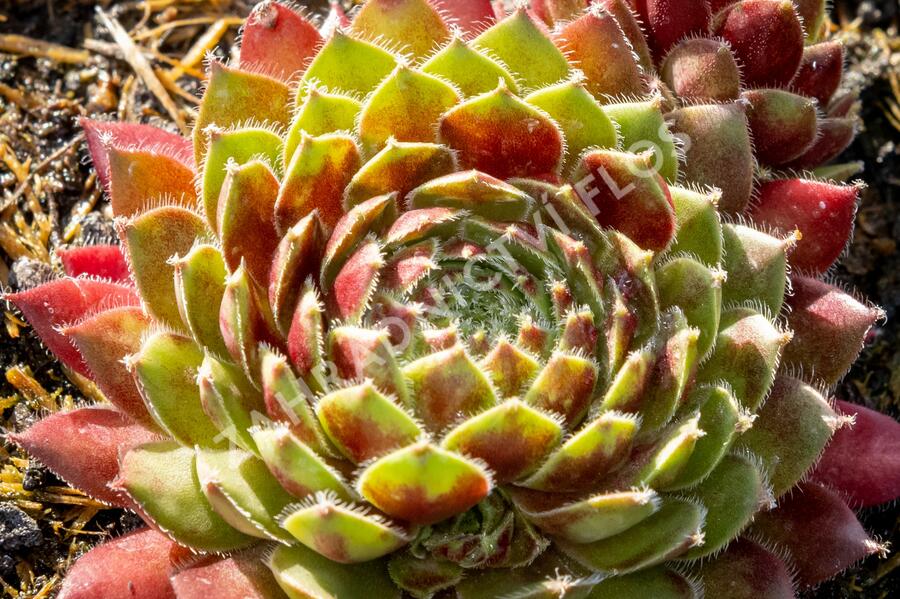 Netřesk 'Tordeur's Memory' - Sempervivum 'Tordeur's Memory'