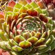 Netřesk 'Tordeur's Memory' - Sempervivum 'Tordeur's Memory'