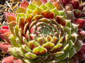 Netřesk 'Tordeur's Memory' - Sempervivum 'Tordeur's Memory'