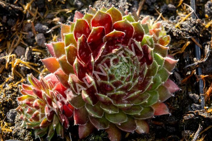 Netřesk 'Tordeur's Memory' - Sempervivum 'Tordeur's Memory'