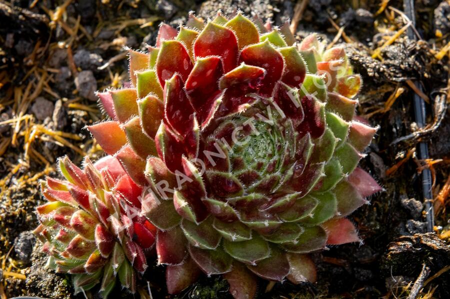 Netřesk 'Tordeur's Memory' - Sempervivum 'Tordeur's Memory'