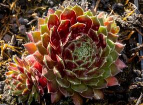 Netřesk 'Tordeur's Memory' - Sempervivum 'Tordeur's Memory'