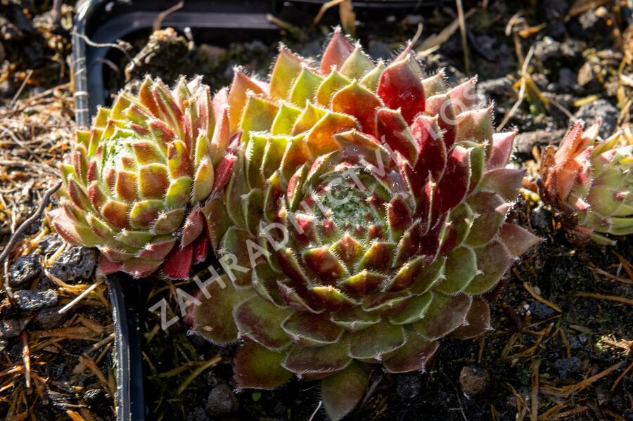 Netřesk 'Tordeur's Memory' - Sempervivum 'Tordeur's Memory'