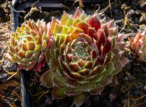 Netřesk 'Tordeur's Memory' - Sempervivum 'Tordeur's Memory'