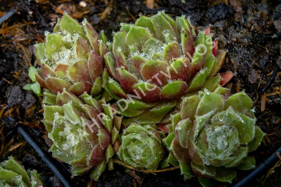 Netřesk 'Velvet Red' - Sempervivum 'Velvet Red'