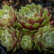 Netřesk 'Velvet Red' - Sempervivum 'Velvet Red'