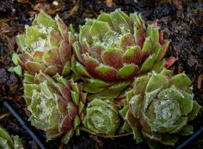 Netřesk 'Velvet Red' - Sempervivum 'Velvet Red'