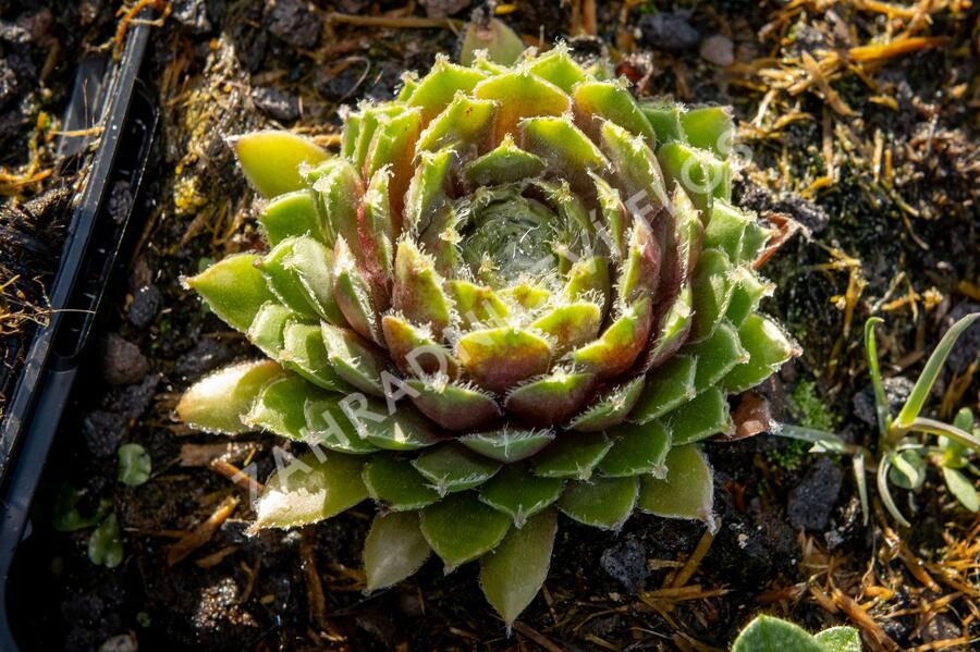 Netřesk 'Velvet Red' - Sempervivum 'Velvet Red'