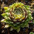 Netřesk 'Velvet Red' - Sempervivum 'Velvet Red'