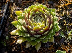 Netřesk 'Velvet Red' - Sempervivum 'Velvet Red'