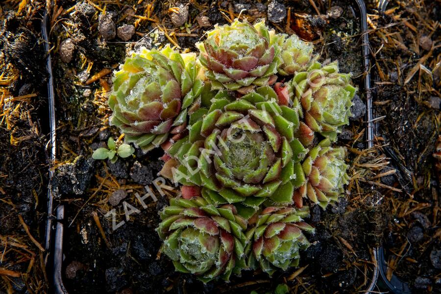 Netřesk 'Velvet Red' - Sempervivum 'Velvet Red'