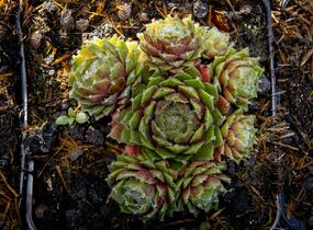 Netřesk 'Velvet Red' - Sempervivum 'Velvet Red'