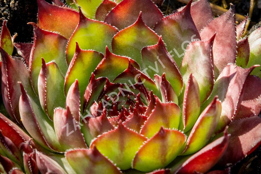 Netřesk 'Ultraturmaline' - Sempervivum 'Ultraturmaline'