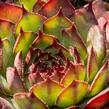 Netřesk 'Ultraturmaline' - Sempervivum 'Ultraturmaline'