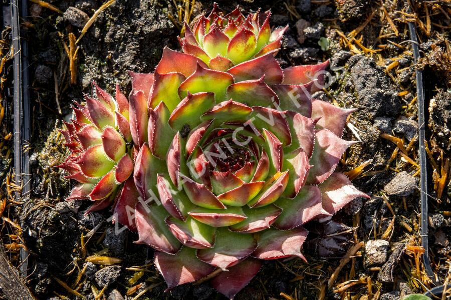 Netřesk 'Ultraturmaline' - Sempervivum 'Ultraturmaline'