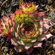 Netřesk 'Ultraturmaline' - Sempervivum 'Ultraturmaline'